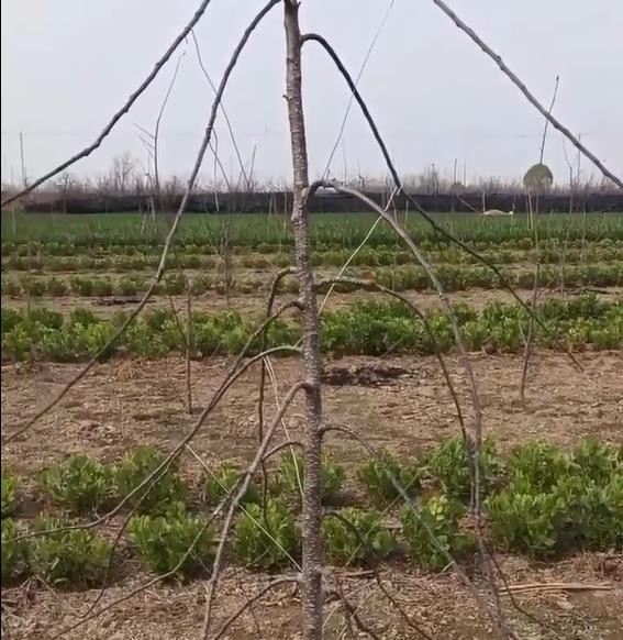 蘋(píng)果樹(shù)幼苗管理