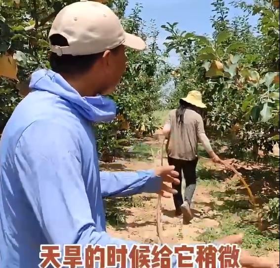 果園天旱了如何施水溶肥
